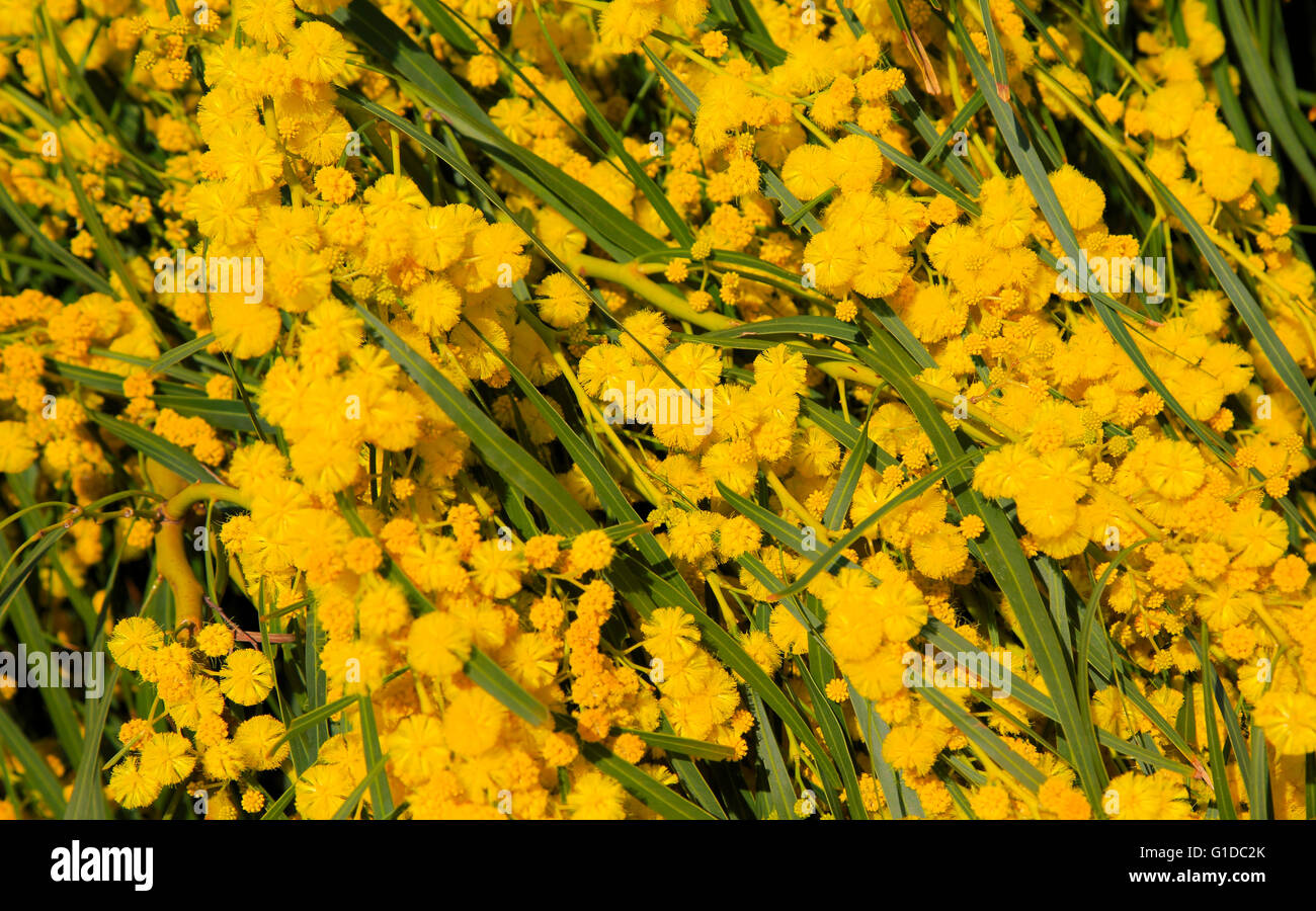 Gelbe Blüte der Mimosa Baum, Akazie Dealbata, Naturpark Cabo de Gata, Almeria, Spanien Stockfoto