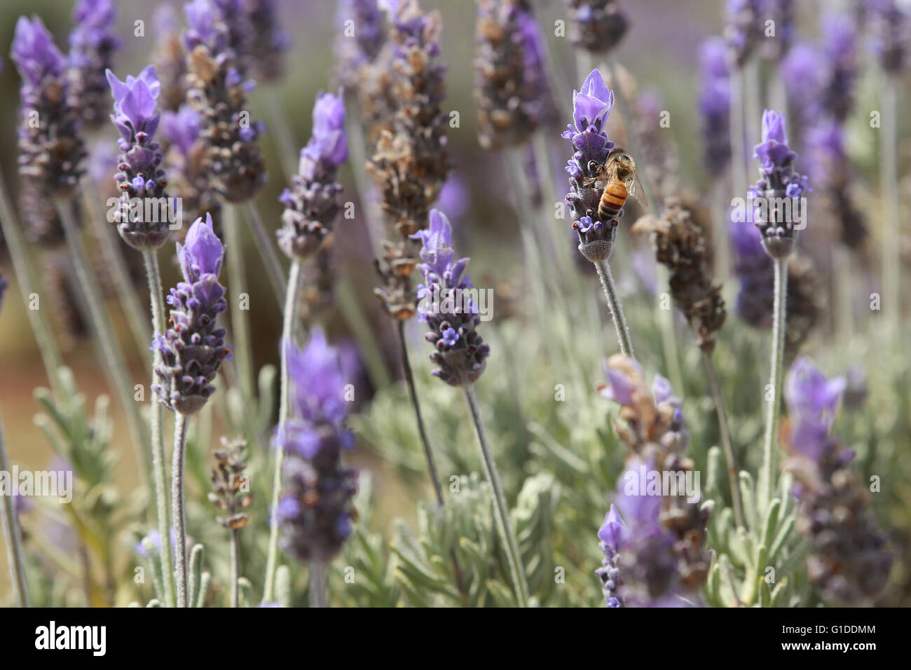 Australische Lavendelfeld mit Biene Stockfoto