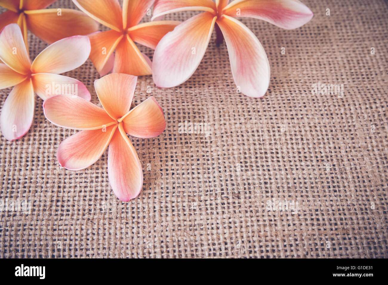 Plumeria Frangipani Blume Kopie Raum Hintergrund, Tiefenschärfe, Muskelaufbau Stockfoto