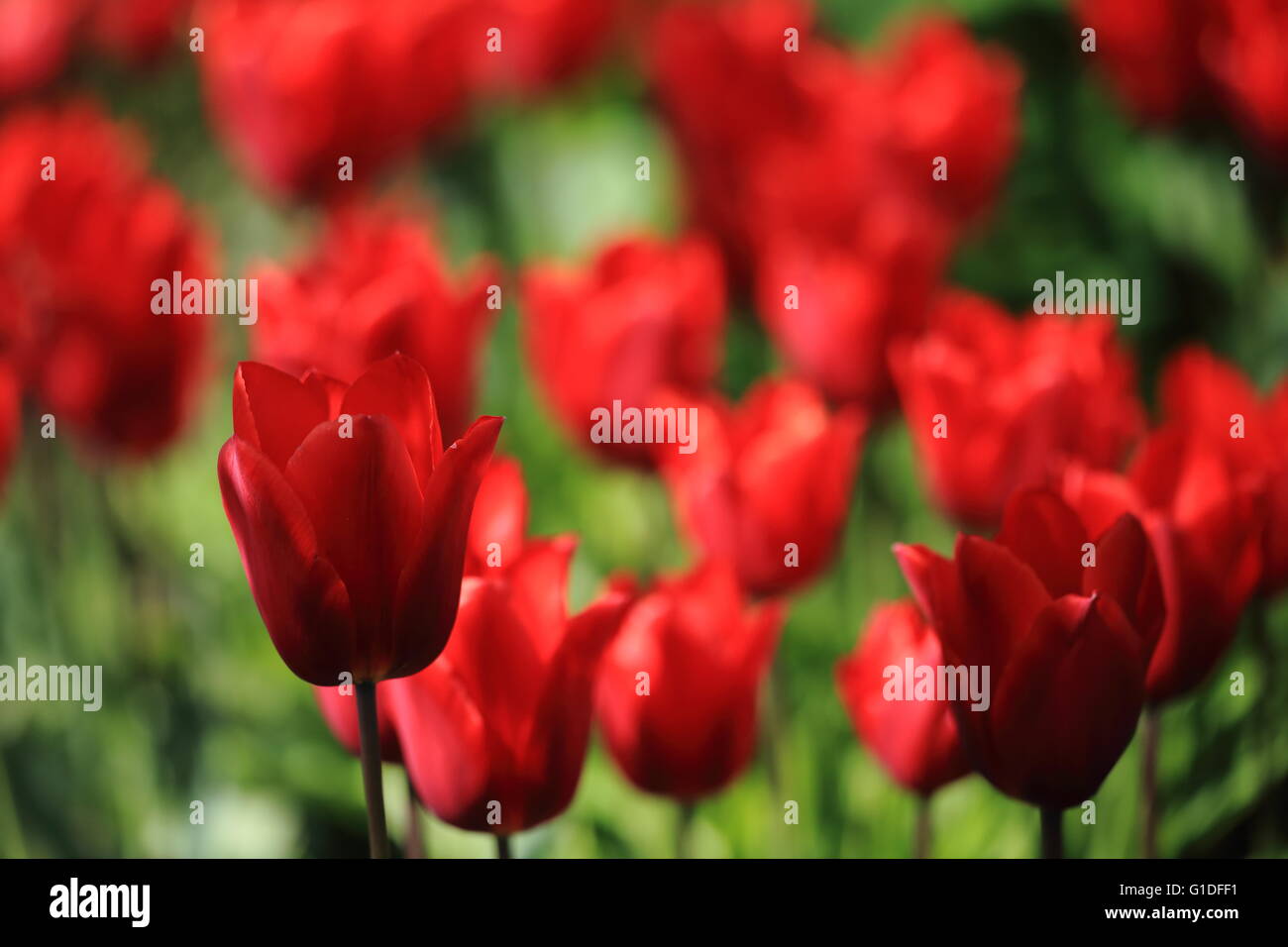Blühende Tulpen Stockfoto