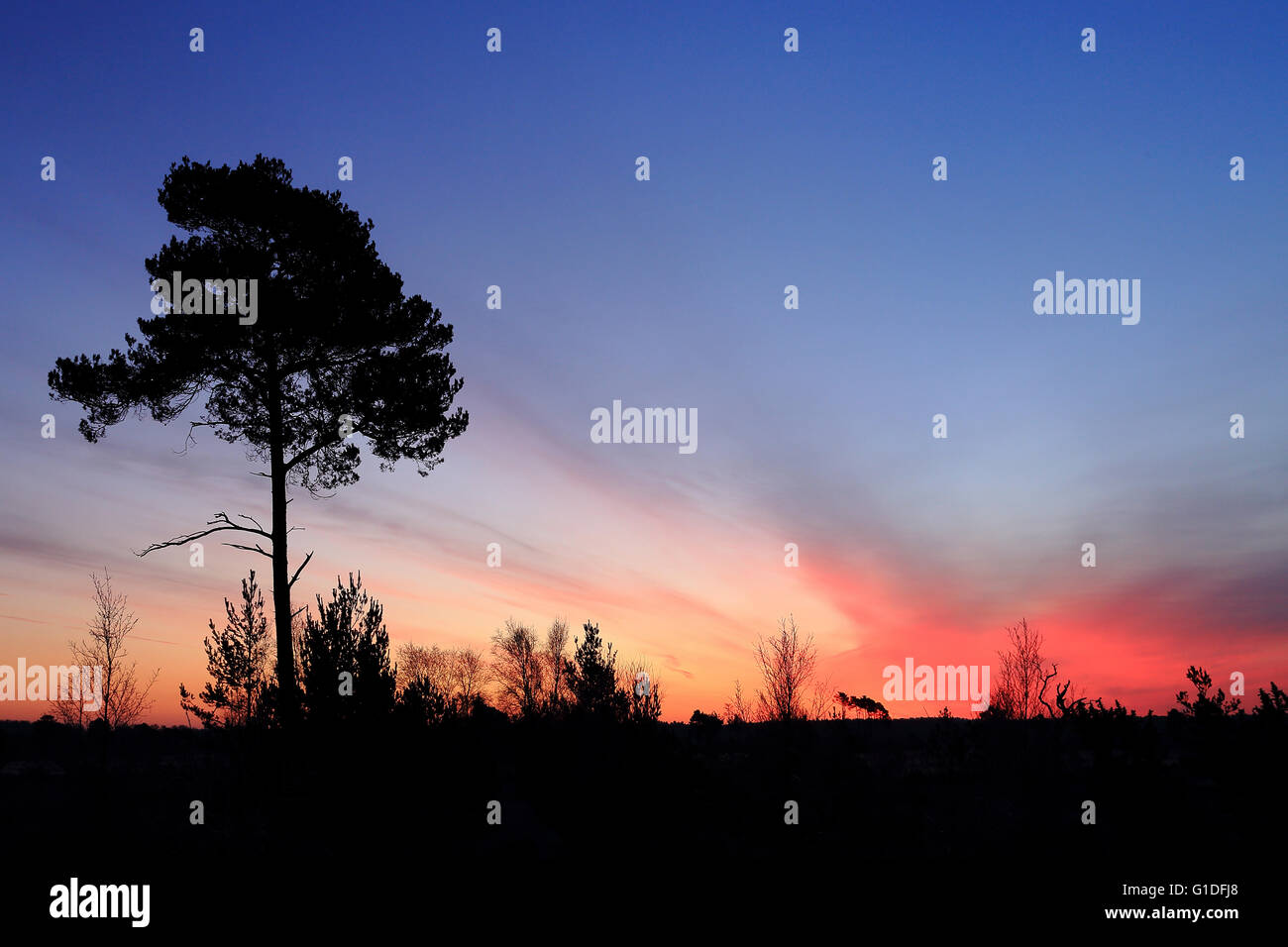 Sonnenaufgang am Thursley Common, Surrey, England Stockfoto