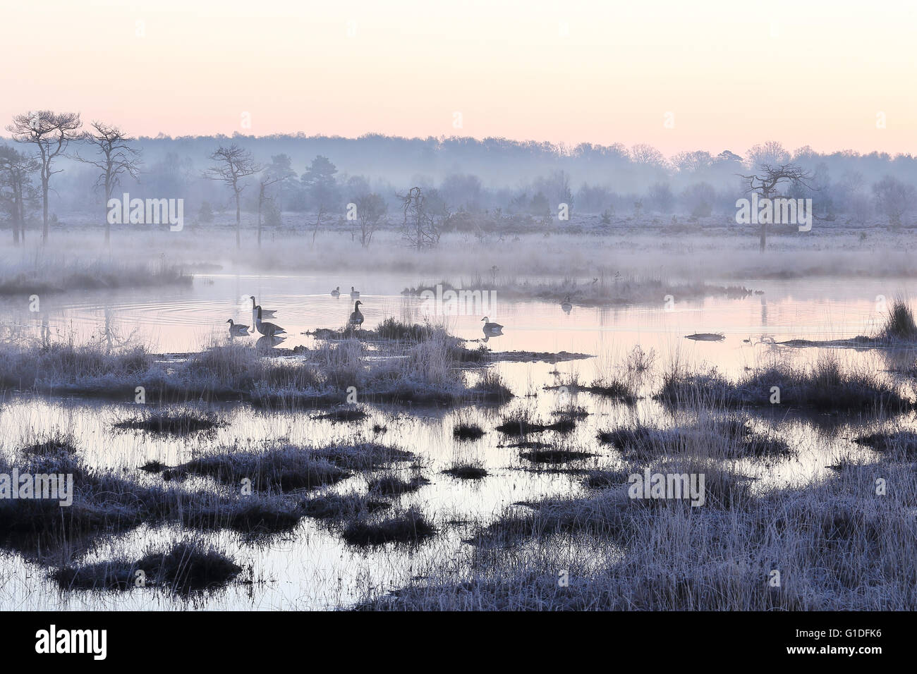 Thursley gemeinsamen an Wintermorgen, Surrey, England Stockfoto