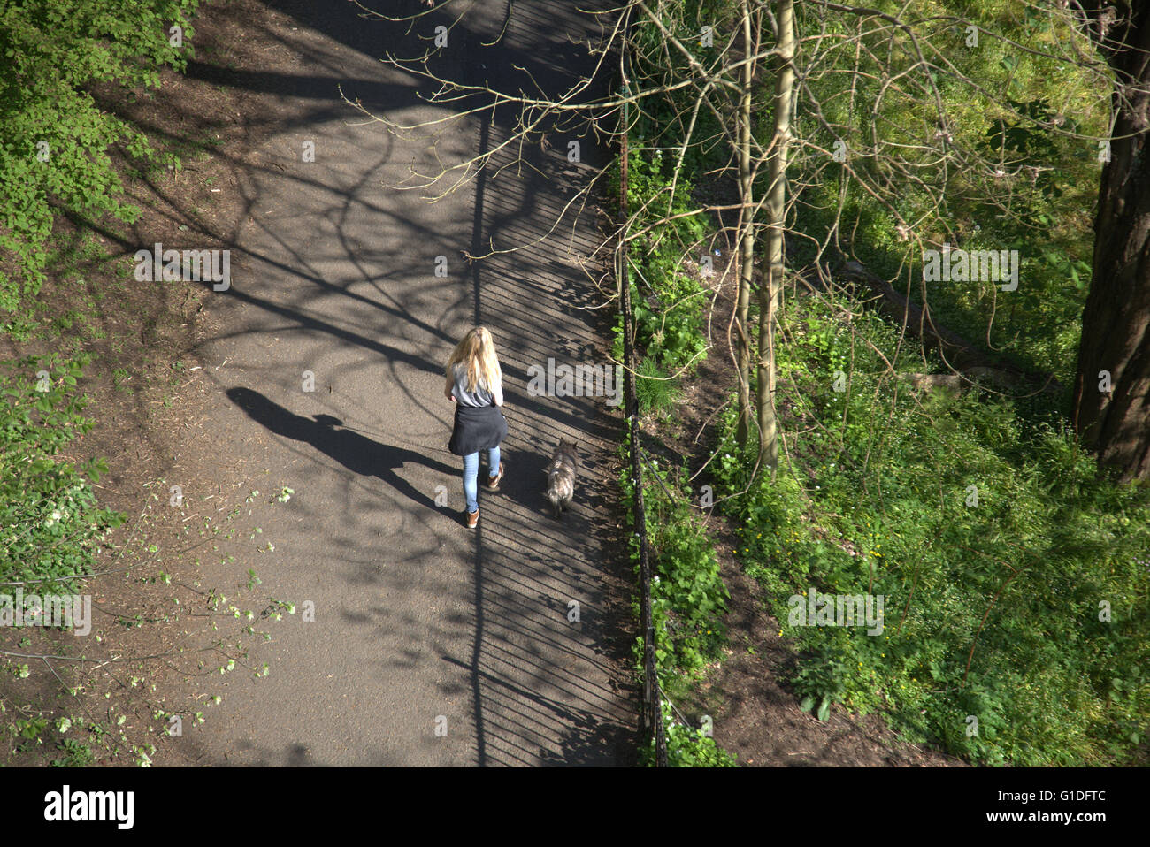 junges Mädchen mit kleinen Hundewiesen im Kelvingrove Park geschossen von oben an einem sonnigen Tag, Kelvingrove Park, Stockfoto