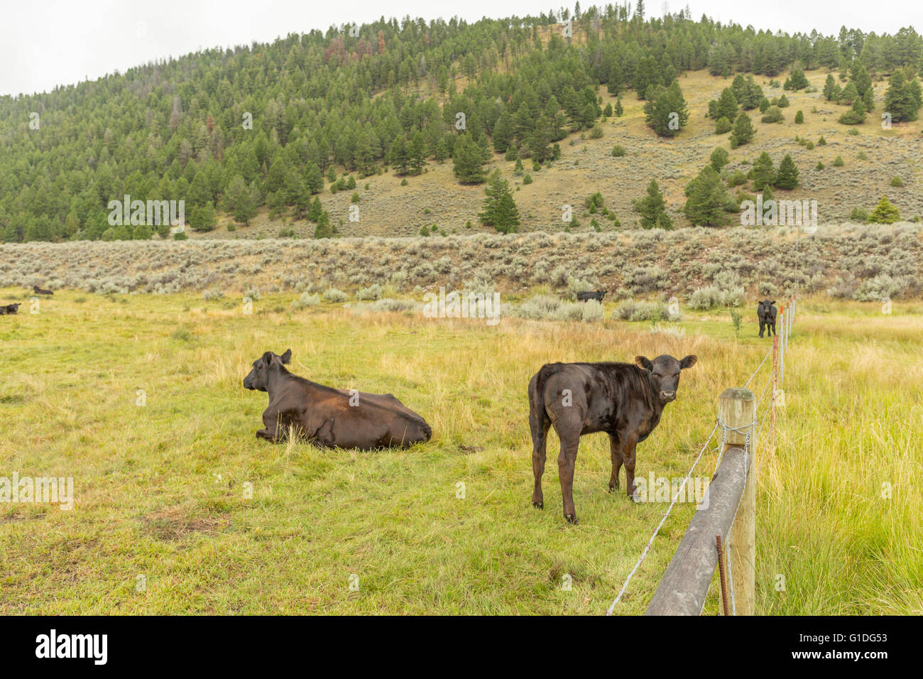 Angus-Rinder auf einer grünen Weide auf einer Ranch in Montana Stockfoto