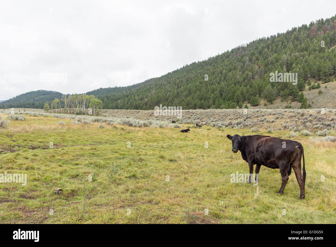 Black Angus Kühe auf einer Ranch in Montana mit grünen Berge im Hintergrund Stockfoto