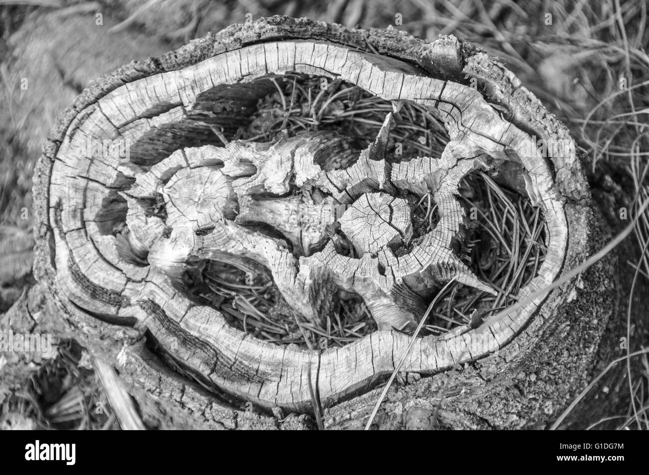 Querschnitt durch einen Baum zeigt stark verwitterte Jahresringe und Fäulnis Stockfoto