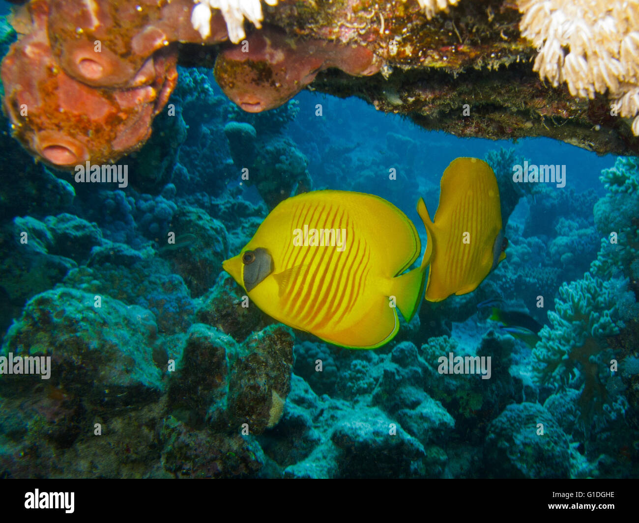 Goldene Falterfische unter den Spalt der Korallenriff. Stockfoto