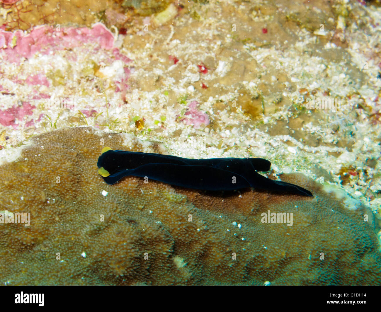 Eine endemischen Arten von Nacktschnecken des Roten Meeres. Stockfoto