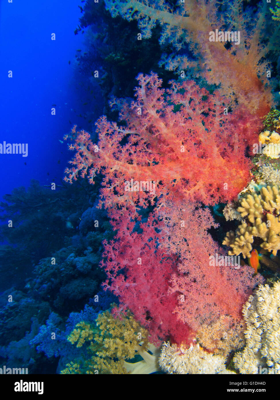 Verschiedene Farben der Weichkorallen sehen in der Nähe von einander. Stockfoto