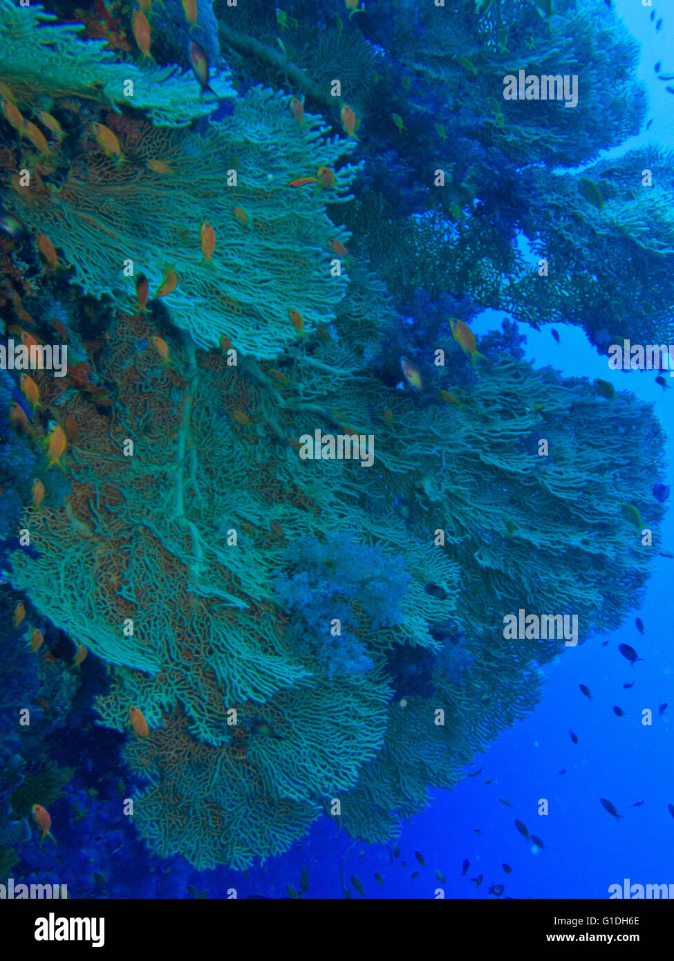 Die dichten Kolonie von Gorgonien im Roten Meer. Stockfoto