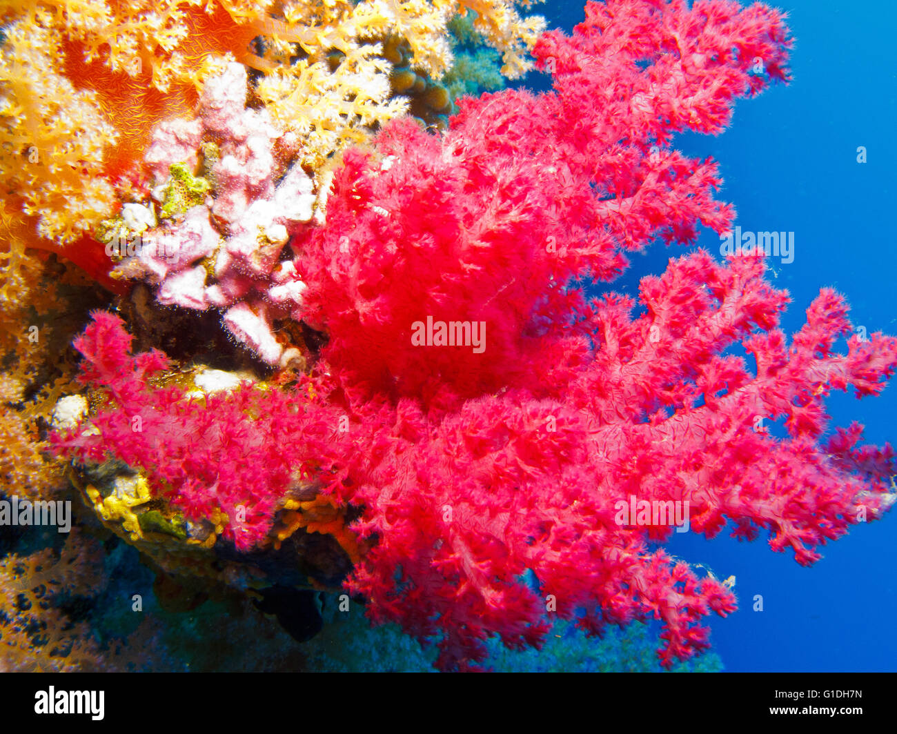 Bunte Weichkorallen können immer unter dem Roten Meer gesehen werden. Stockfoto