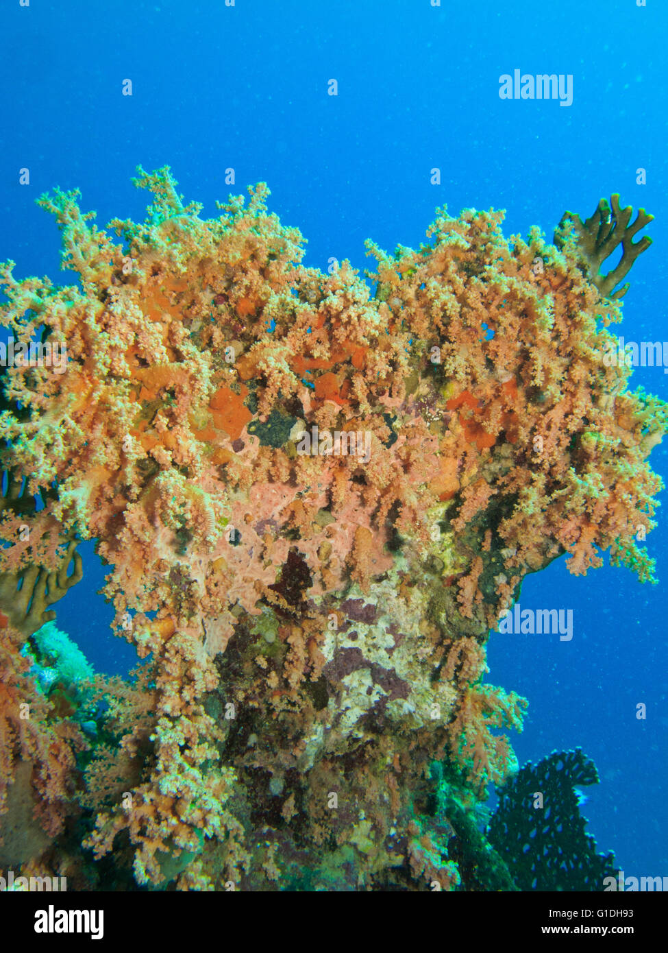 Weiche Koralle wächst als eine Herzform. Stockfoto