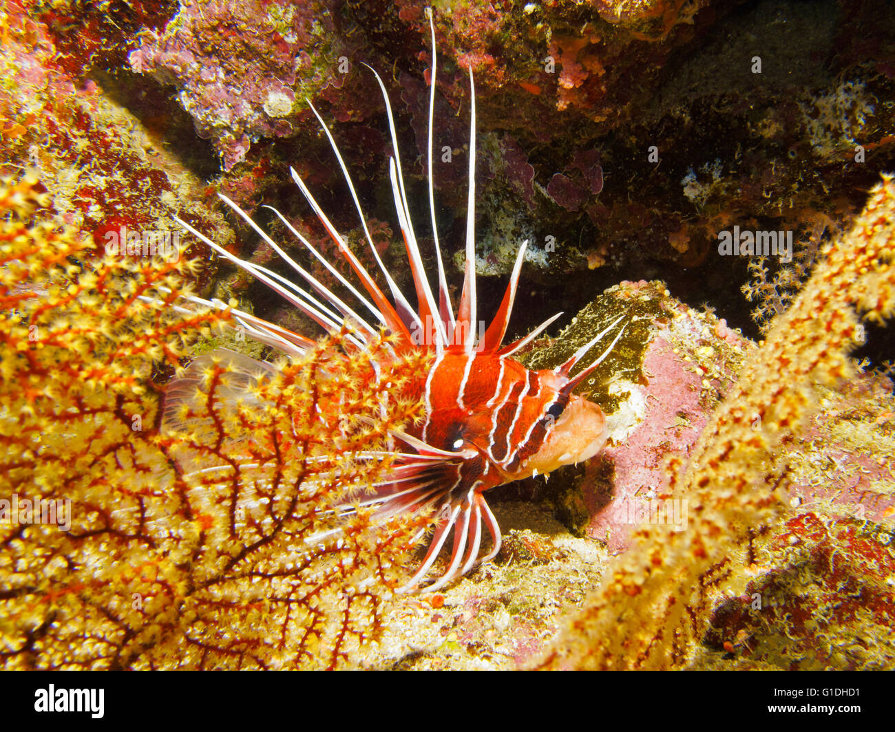 Ein Clearfin Lionfish, schön, aber gefährlich. Stockfoto