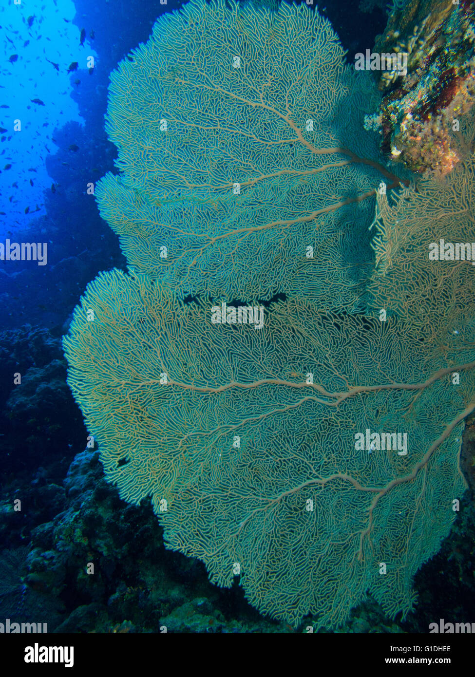 Eine große Gorgonien Gorgonien zu sehen im Roten Meer Stockfoto