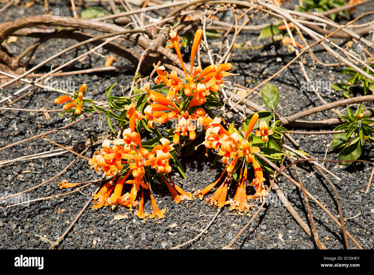 Orange Trumpet Creeper Blumen Pyrostegia Venusta wachsen in vulkanischen Erde, Lanzarote, Kanarische Inseln, Spanien Stockfoto
