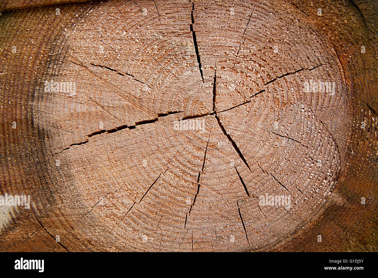 Nahaufnahme des Querschnitts der Baumstamm zeigt Jahresringe. Abschnitt des Rumpfes mit Jahresringen für den Hintergrund. Stockfoto