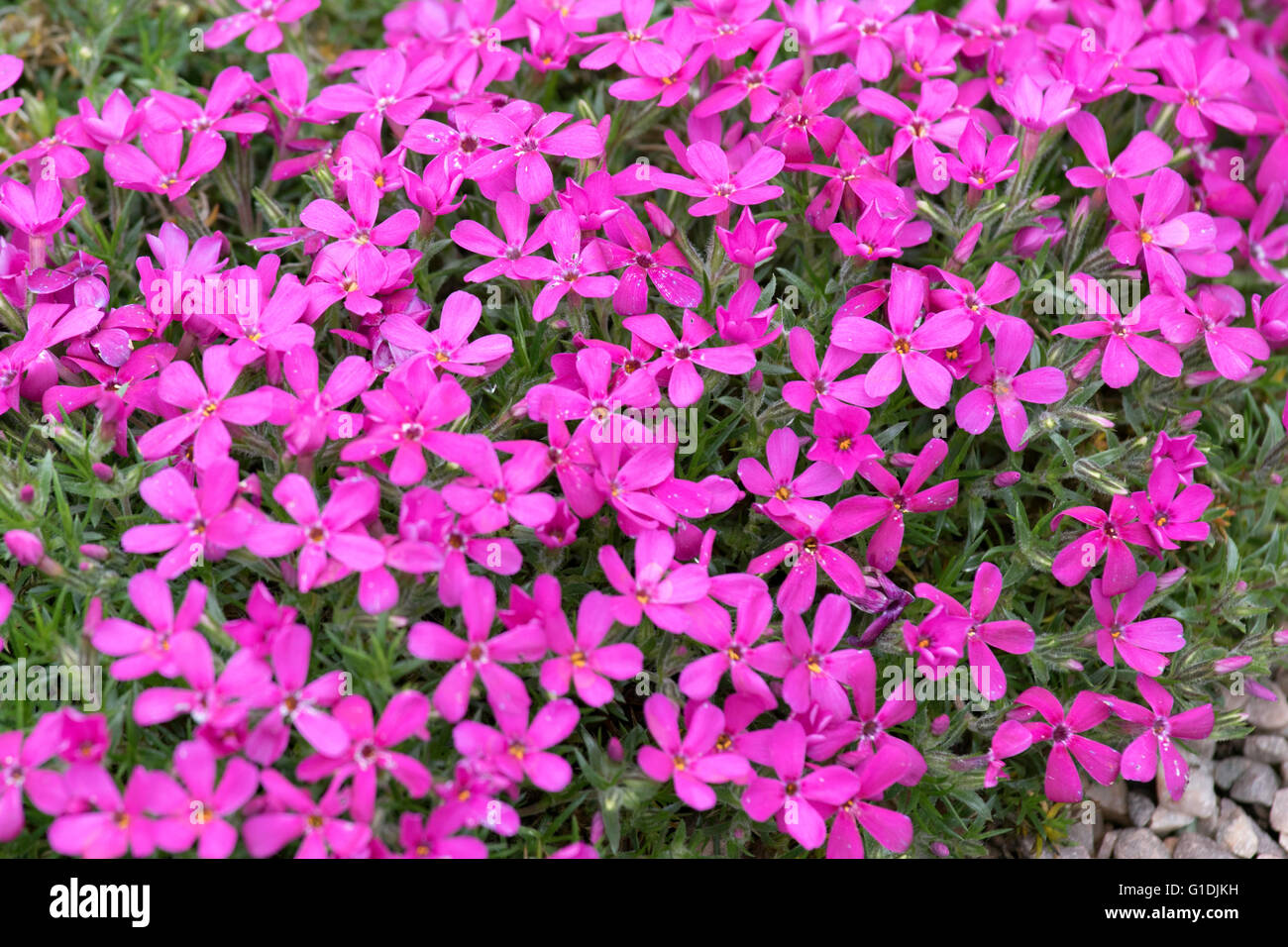 Phlox Douglasii 'Crackerjack' Stockfoto