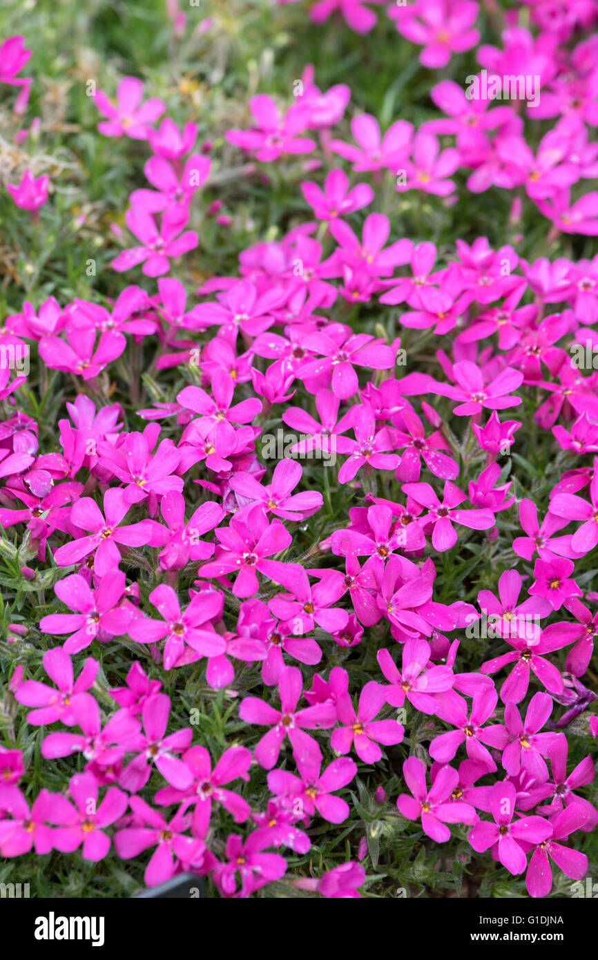 Phlox Douglasii 'Crackerjack' Stockfoto