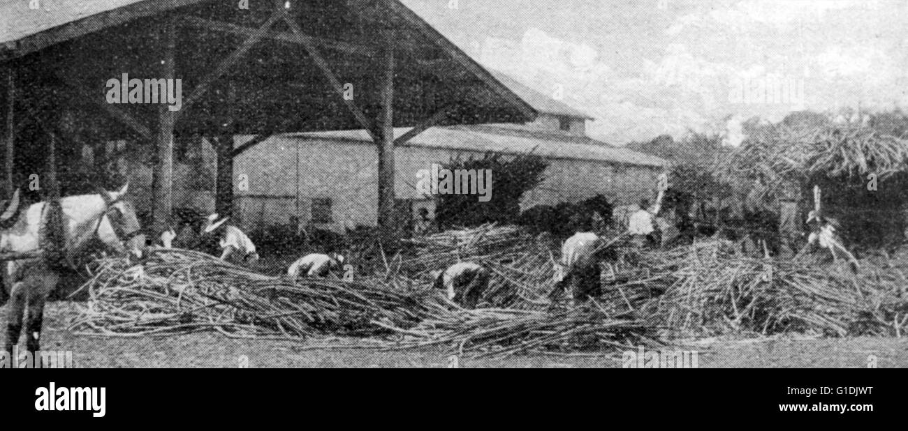 Ernte von Zuckerrohr in Queensland, Australien, 1900. Stockfoto