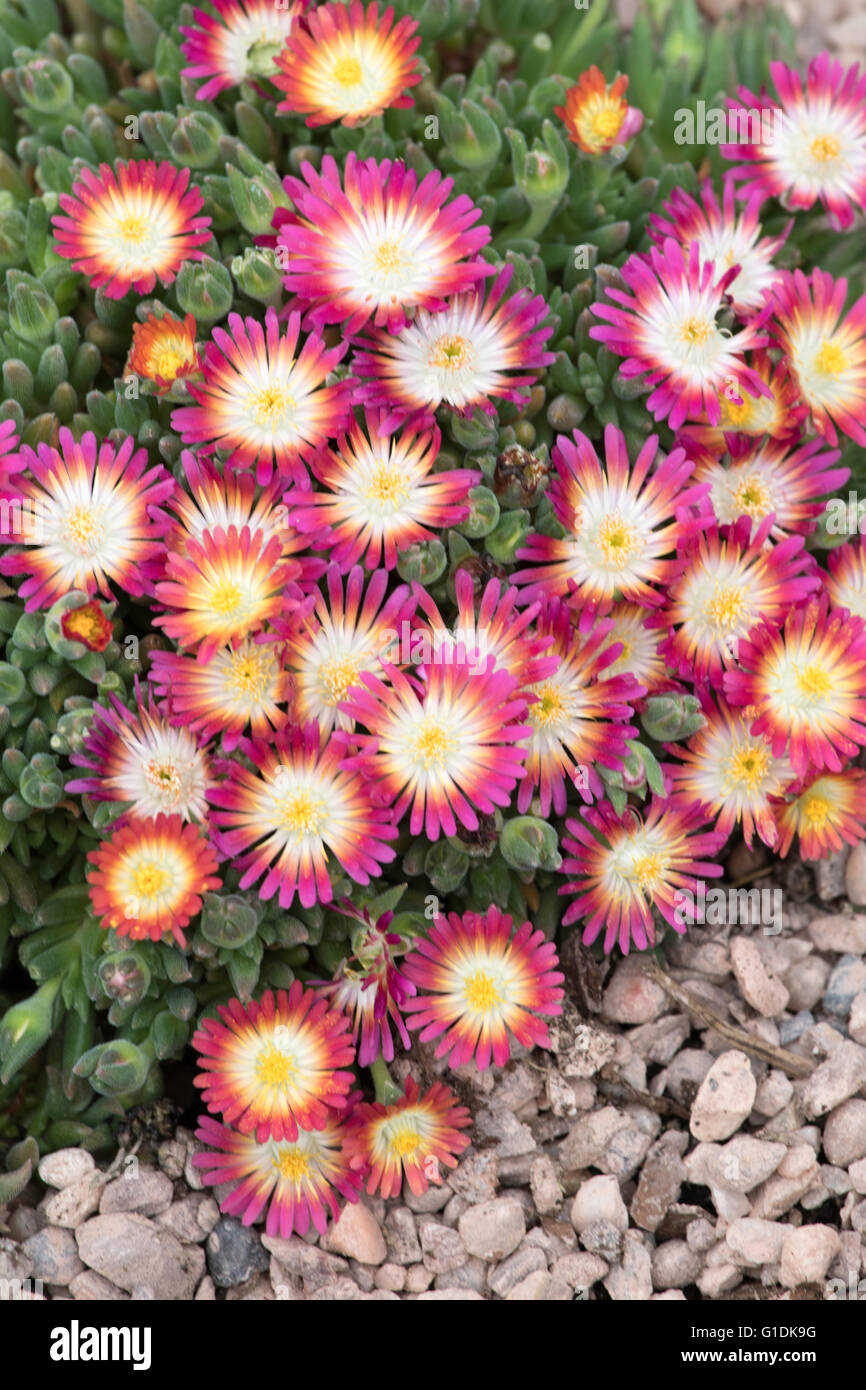 Delosperma pflanzen Fotos und Bildmaterial in hoher Auflösung Alamy