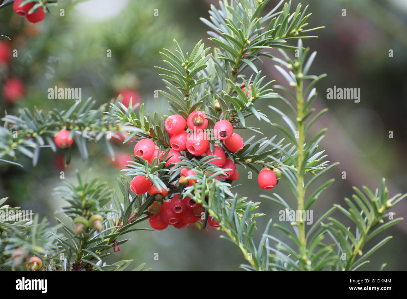 Essbaren roten Früchten der Europäischen Eibe (Taxus Baccata). Stockfoto