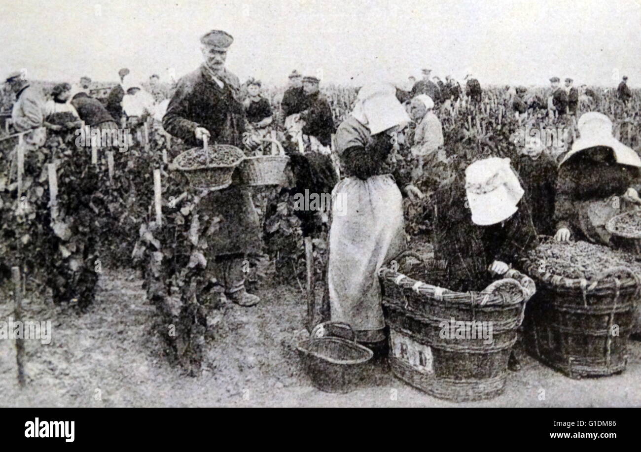 Drucken Sie mit einer Armee von Arbeitern, die Kommissionierung schwarzer Trauben für Champagne in Epernay, Frankreich. Vom 19. Jahrhundert Stockfoto