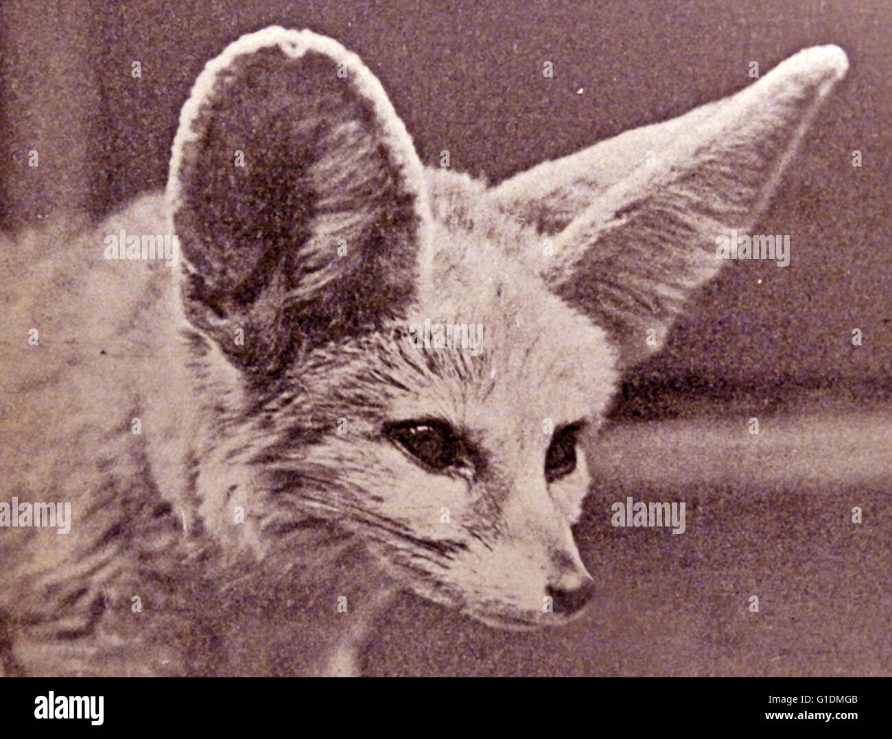 Fotografisches Porträt des Kopfes eines Fennec Fuchs, ein kleiner nächtliche Fuchs in der Sahara, Nordafrika gefunden. Vom 20. Jahrhundert Stockfoto