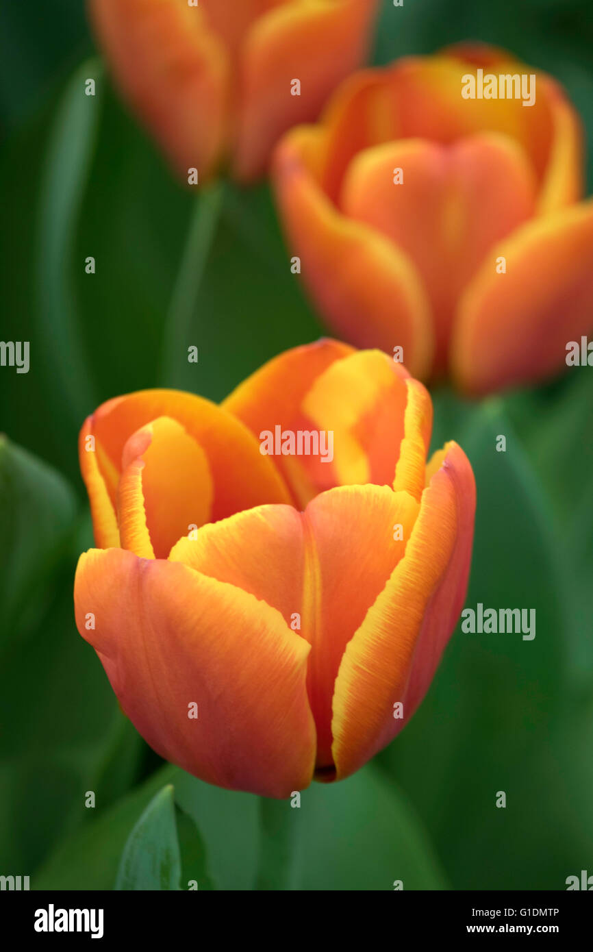 Tulpe "Triple A" Stockfoto