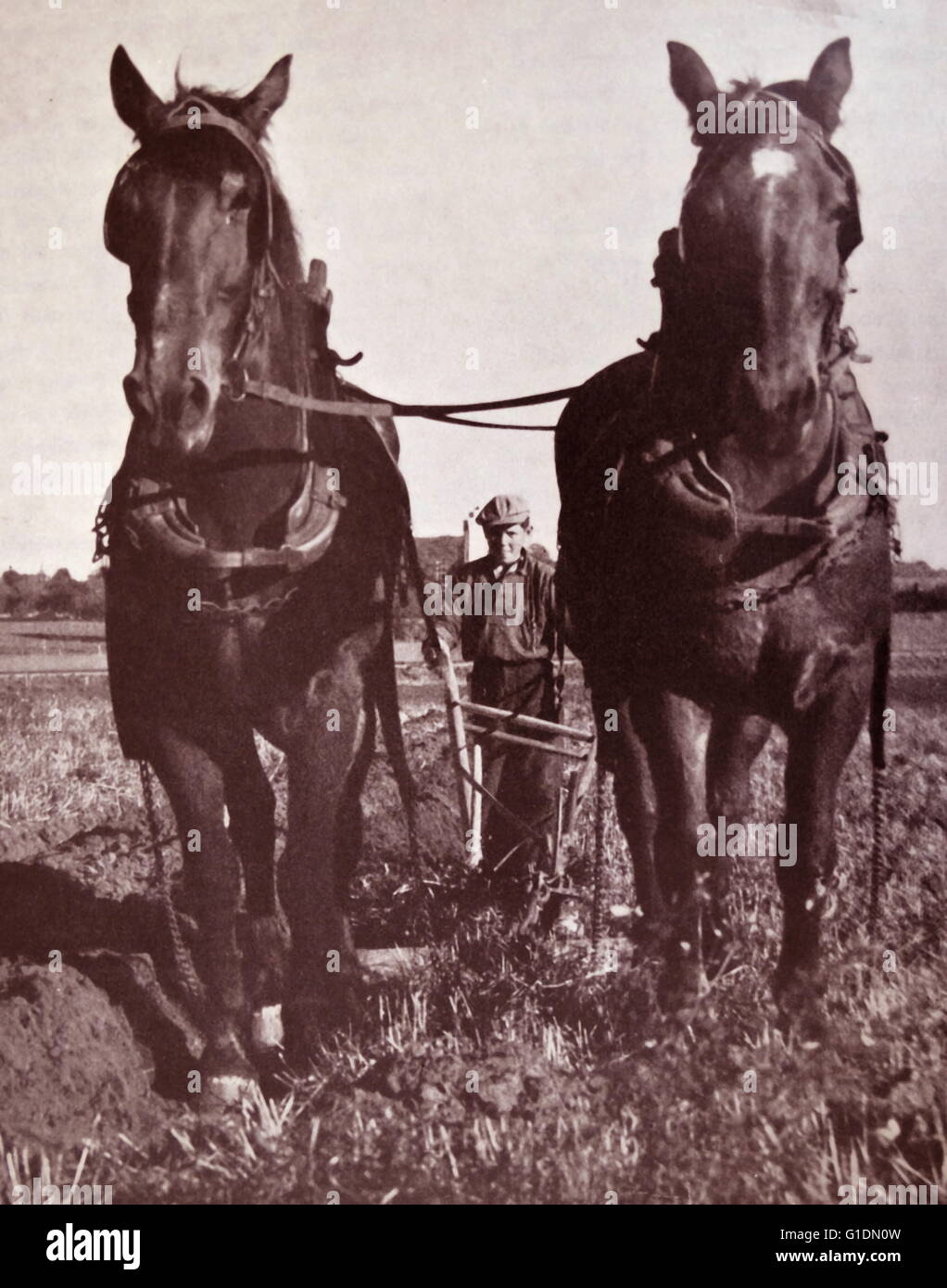 Fotodruck eines jungen Mannes mit einem Pflug von Pferden gezogen. Vom 19. Jahrhundert Stockfoto