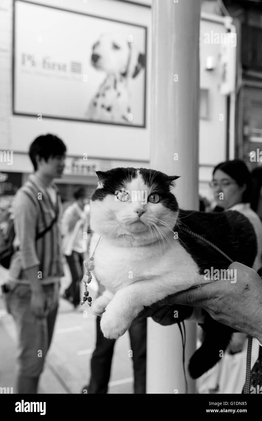 Katze in den Händen eines Mannes, Kyoto, Japan Stockfoto