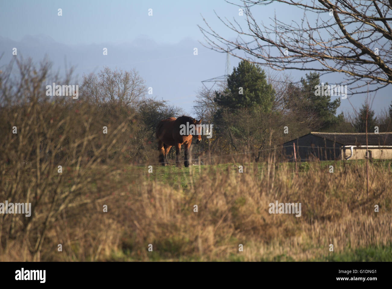 Große und schwere Pflug Pferd auf einer Wiese stehen. Stockfoto