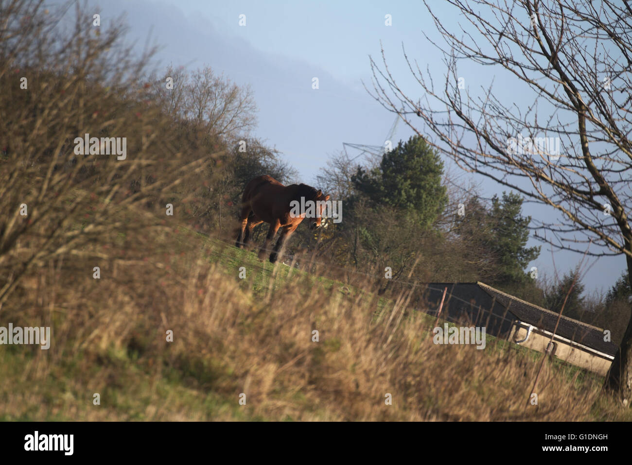 Großen und schweren Pflug Pferd stehen auf einer Wiese in einem ungewöhnlichen Winkel gedreht. Stockfoto