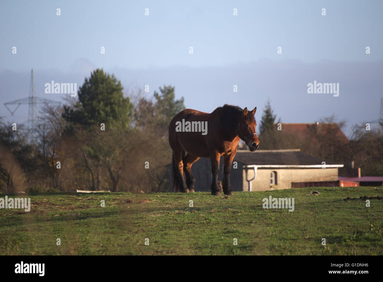 Große und schwere Pflug Pferd auf einer Wiese stehen. Stockfoto