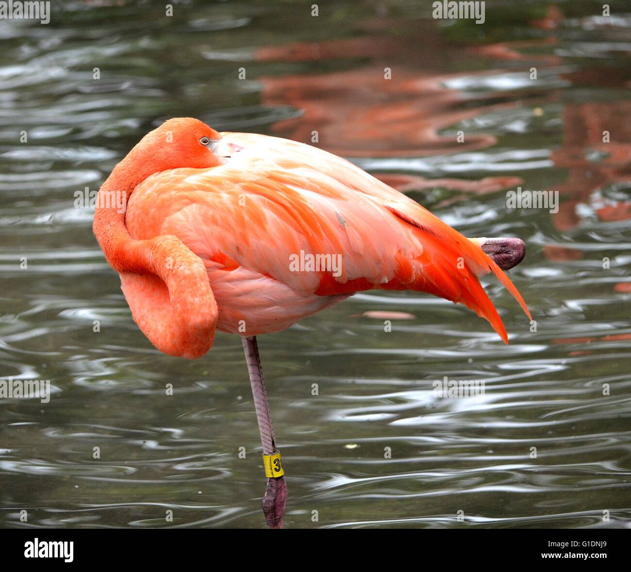 Flamingo im Teich auf einem Bein versteckt Schnabel in die Federn San