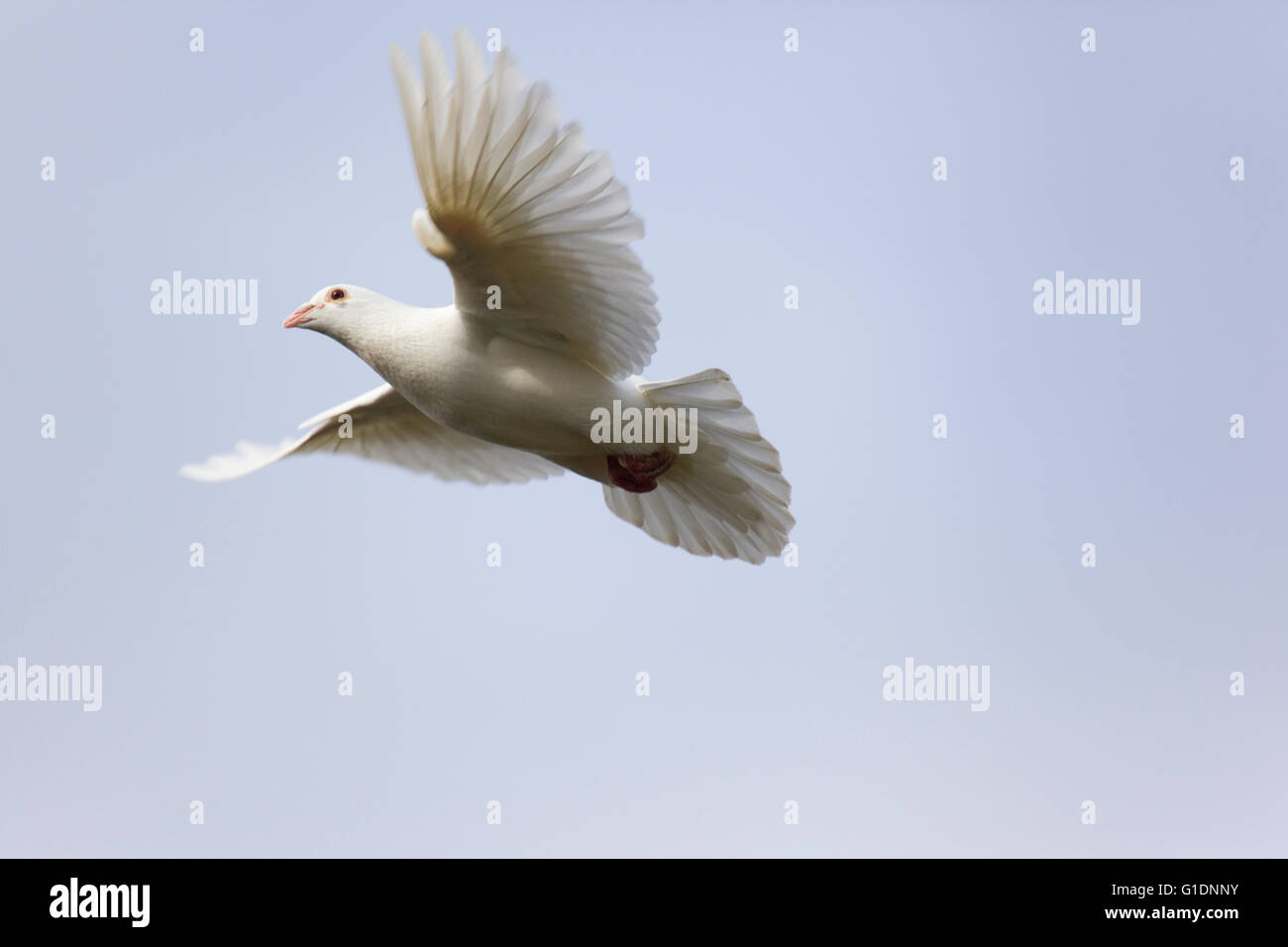 Weiße Taube oder Taube auf der Flucht vor einem einfachen blauen Himmelshintergrund Stockfoto Weiße Taube oder Taube auf der Flucht vor einem einfachen blauen Himmelshintergrund Stockfoto