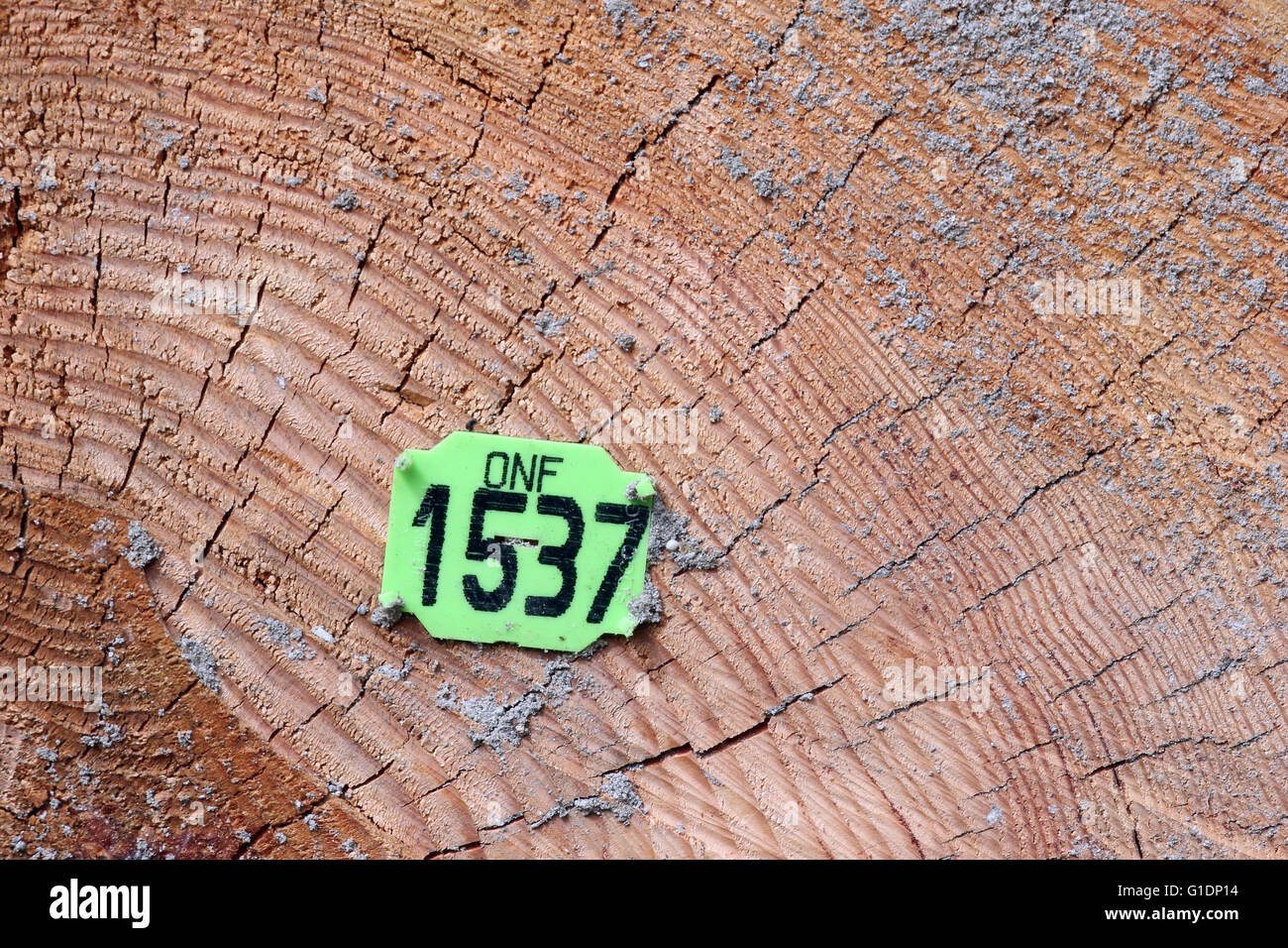 Stamm mit Jahresringen. Tanne.  Saint-Gervais-Les-Bains. Frankreich. Stockfoto