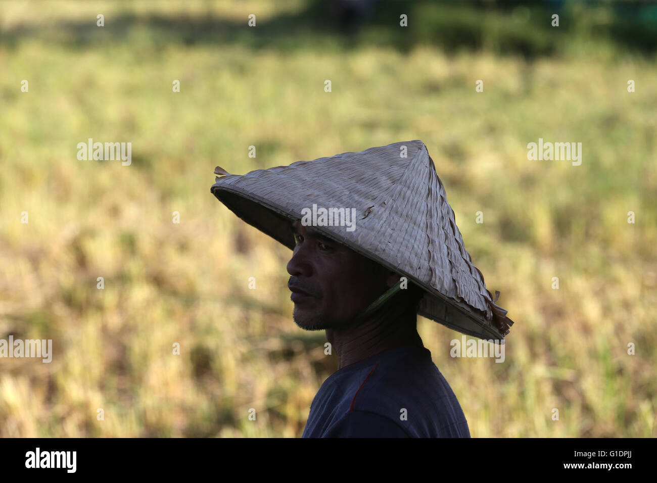 Landwirtschaft. Lao Bauer tragen traditionelle Hut.  Vang Vieng. Laos. Stockfoto