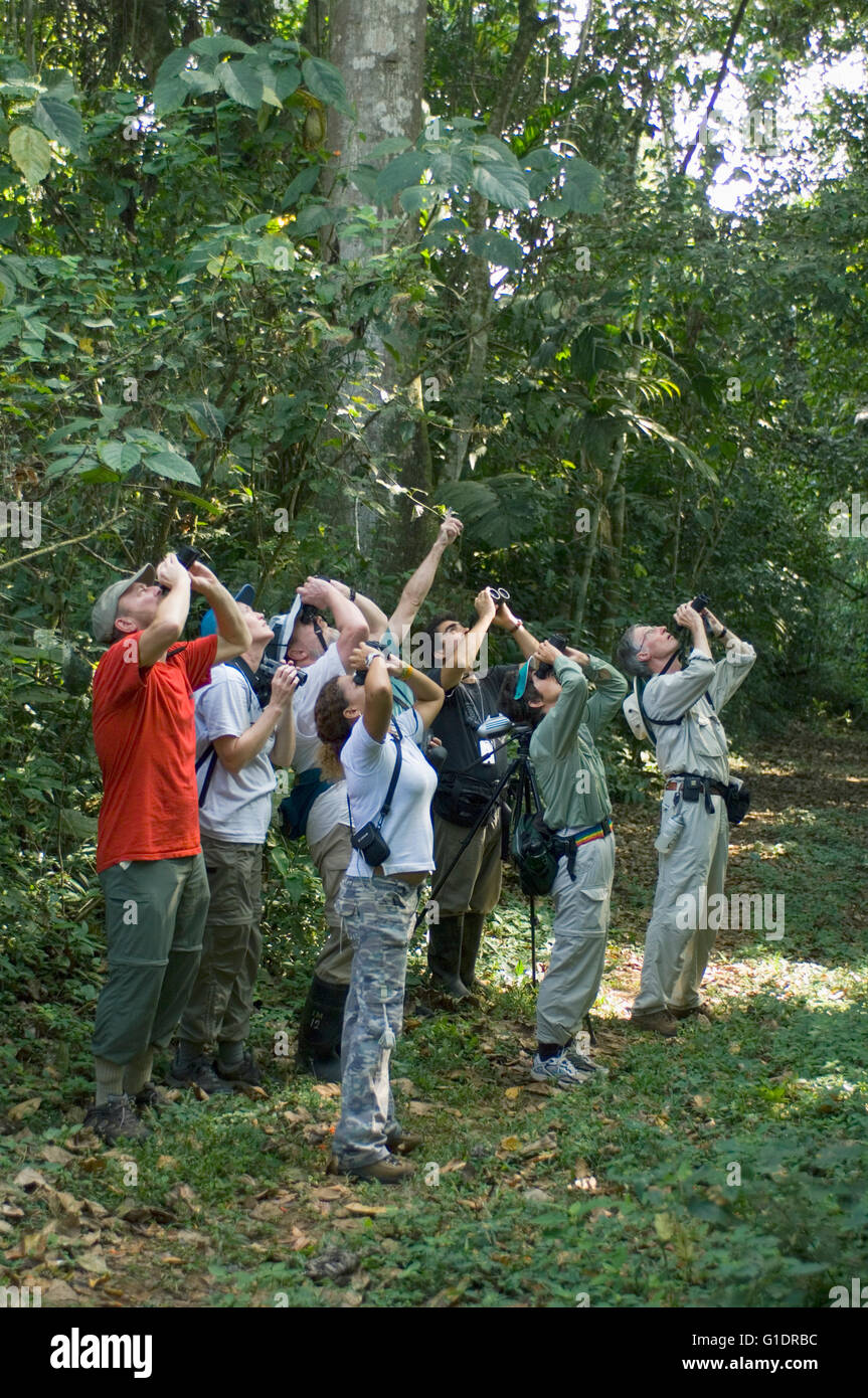 Vogelbeobachtung-Gruppe sucht tropischen Baumkronen, Darien Provinz, Panama Stockfoto