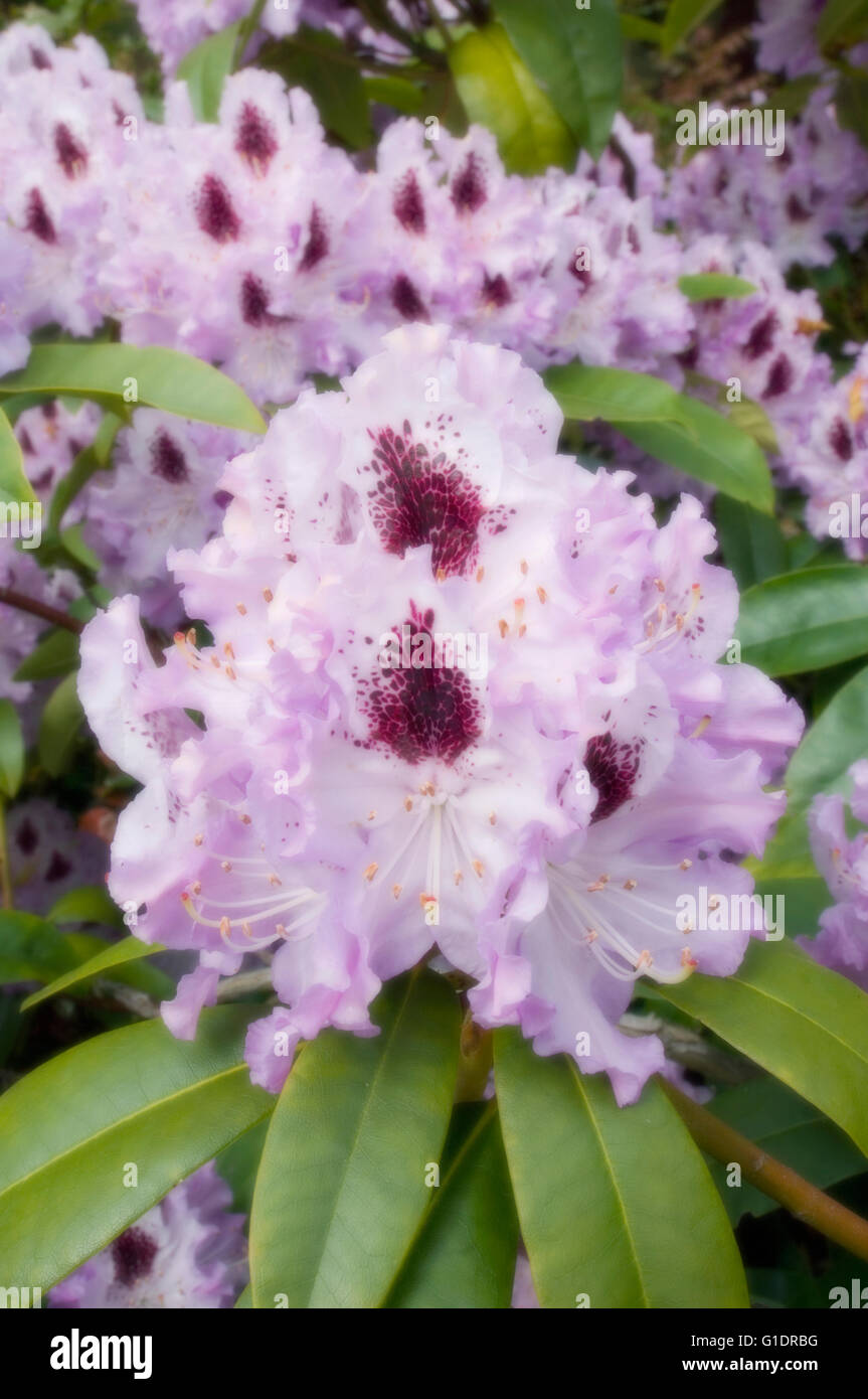 Rhododendron Blüten, Mai, Soft-Fokus Stockfoto