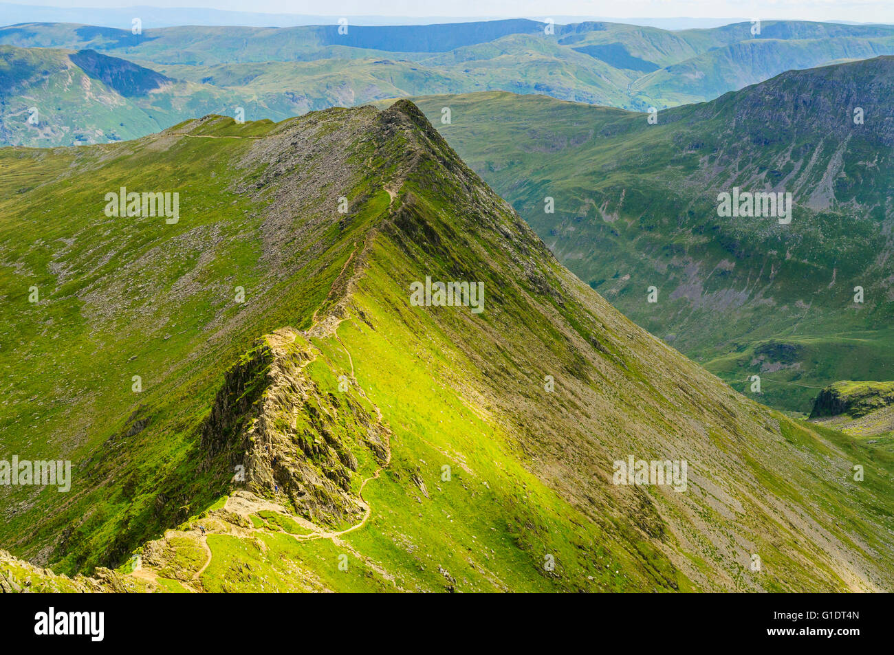 Suche entlang Striding Edge von hoch auf Lakelandpoeten im Lake District Stockfoto