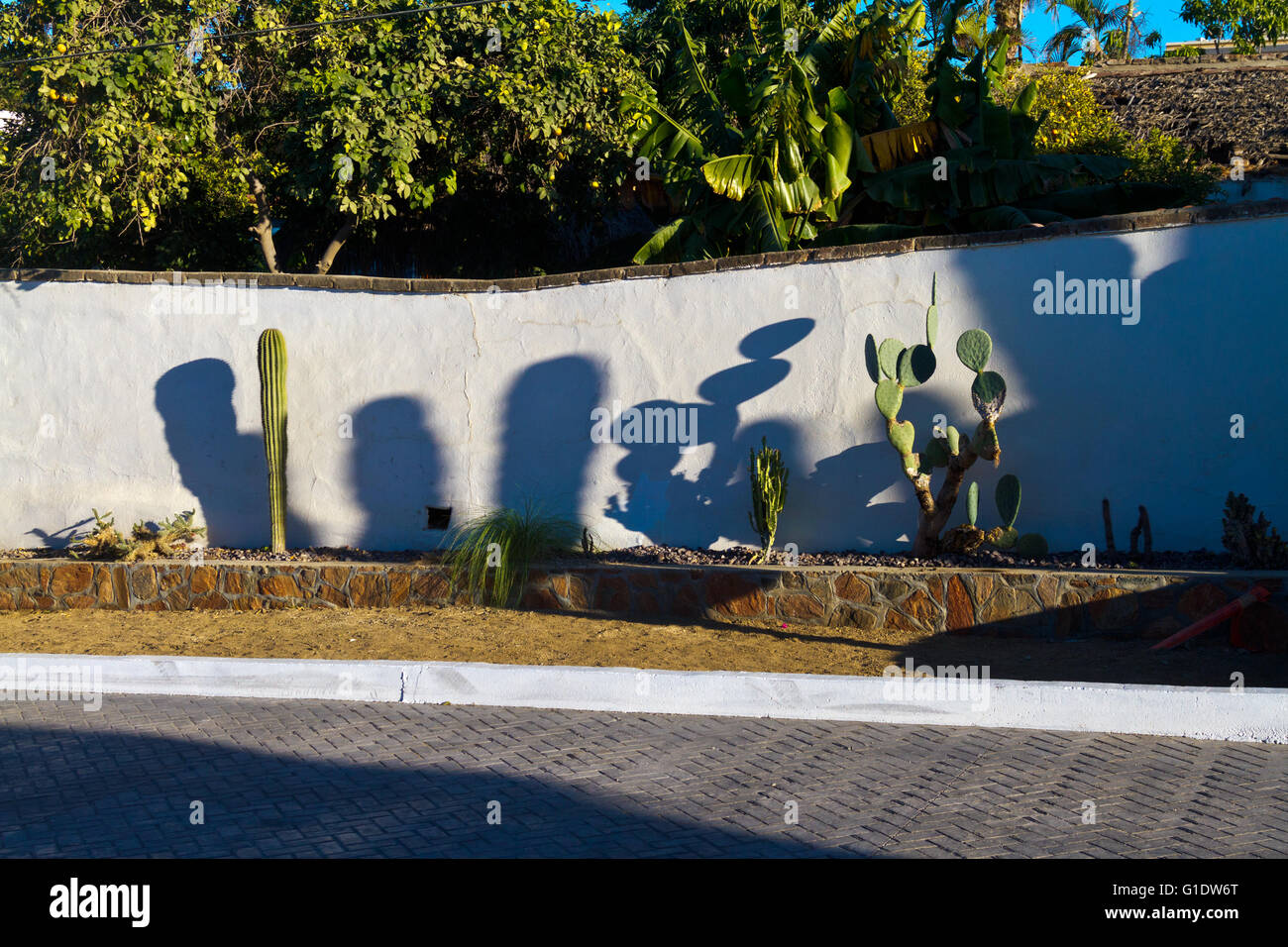 Tiefstehende Sonne wirft Schatten der Kakteen an einer Wand in Todos Santos, Baja, Mexiko. Stockfoto