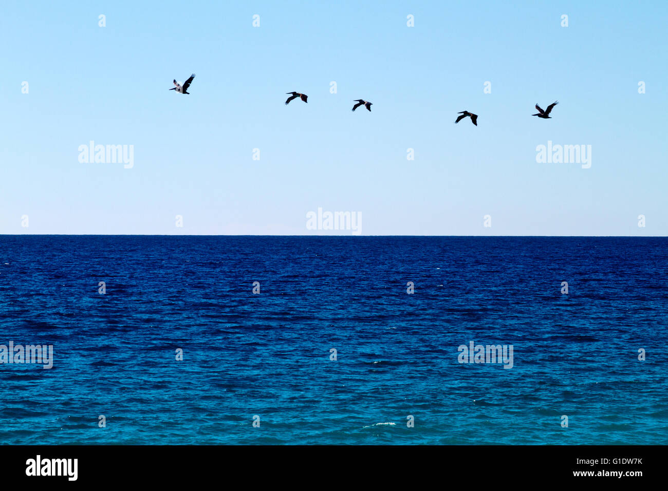 Pelikane fliegen in Formation über einen tiefblauen Ozean vor einem wolkenlosen blauen Himmel. Stockfoto