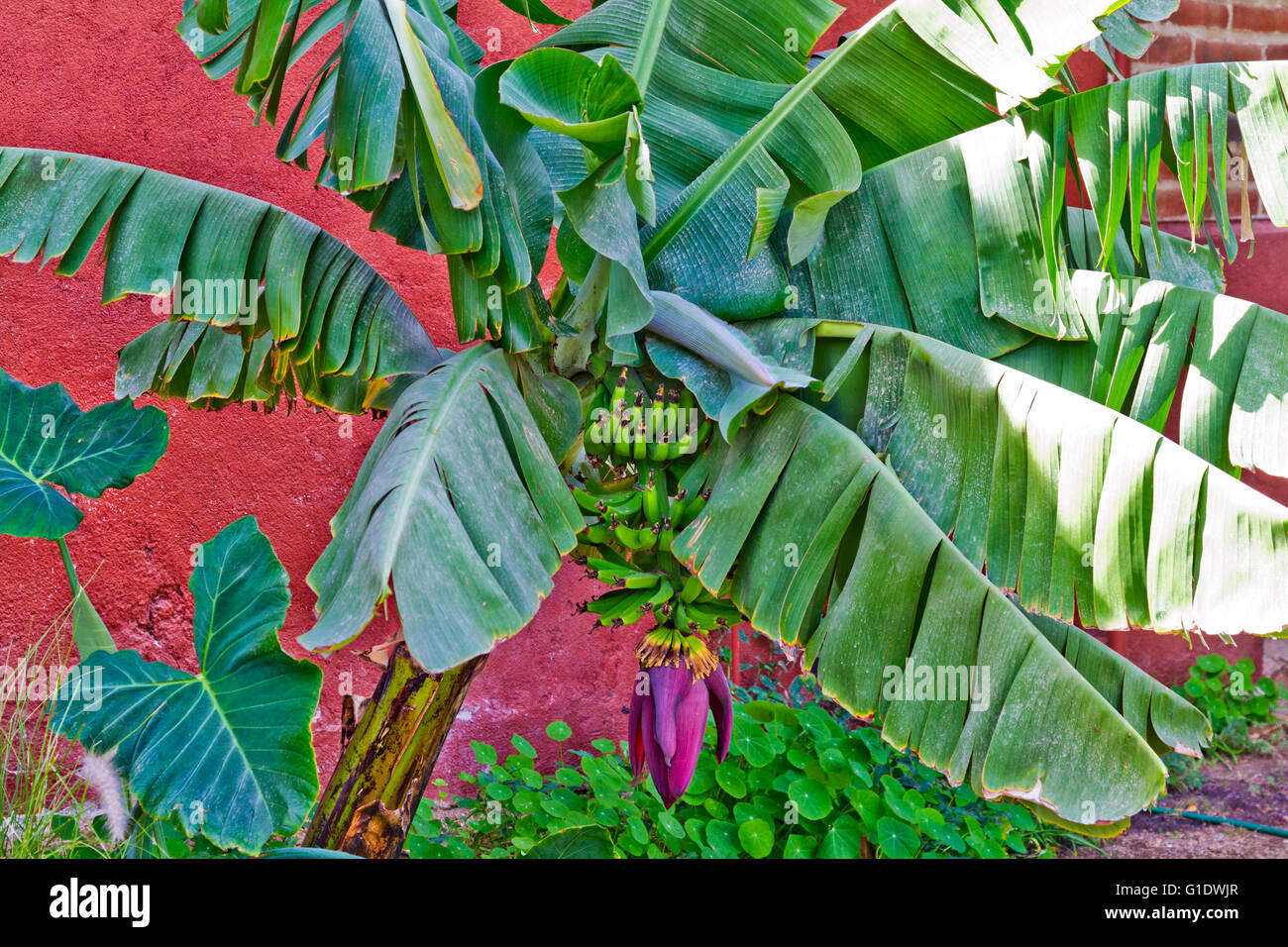 Eine Bananenstaude mit grüne Frucht und lila Blüten wachsen in einem Garten in Todos Santos, Baja Sur, Mexiko. Stockfoto