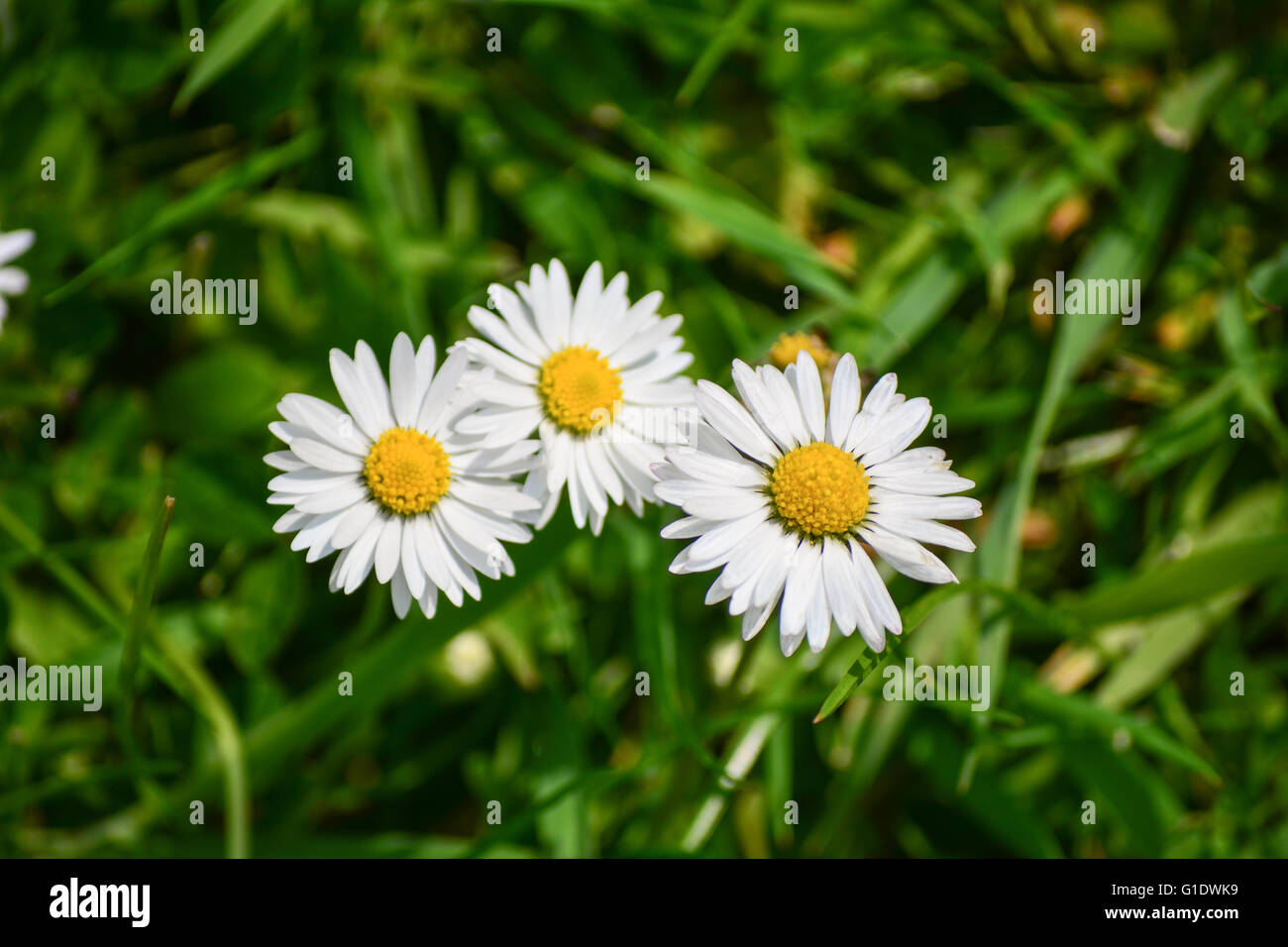 drei Margeriten isoliert auf dem Rasen Stockfoto