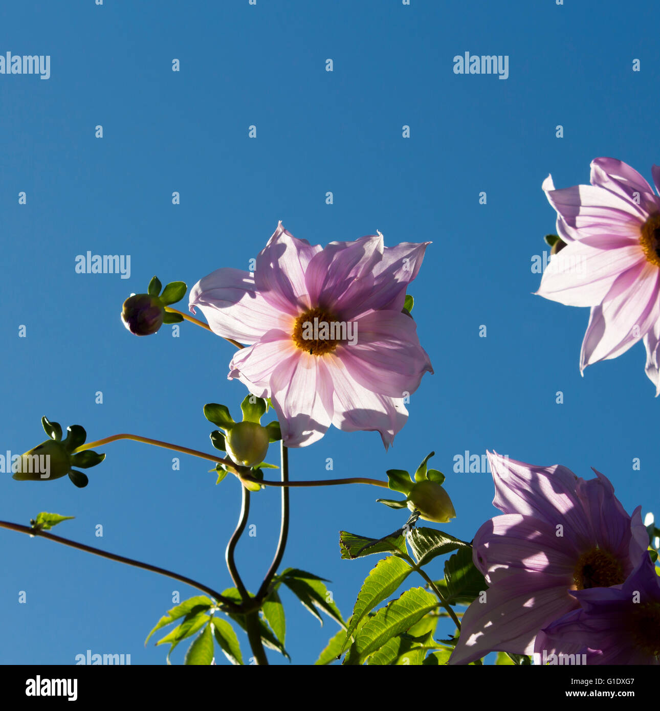 Lila rosa Baum Dahlie (Dahlia Imperialis) auf dem schnell wachsenden, tropischen Laub und dicken, Bambus Stängel ist exotisch. Stockfoto