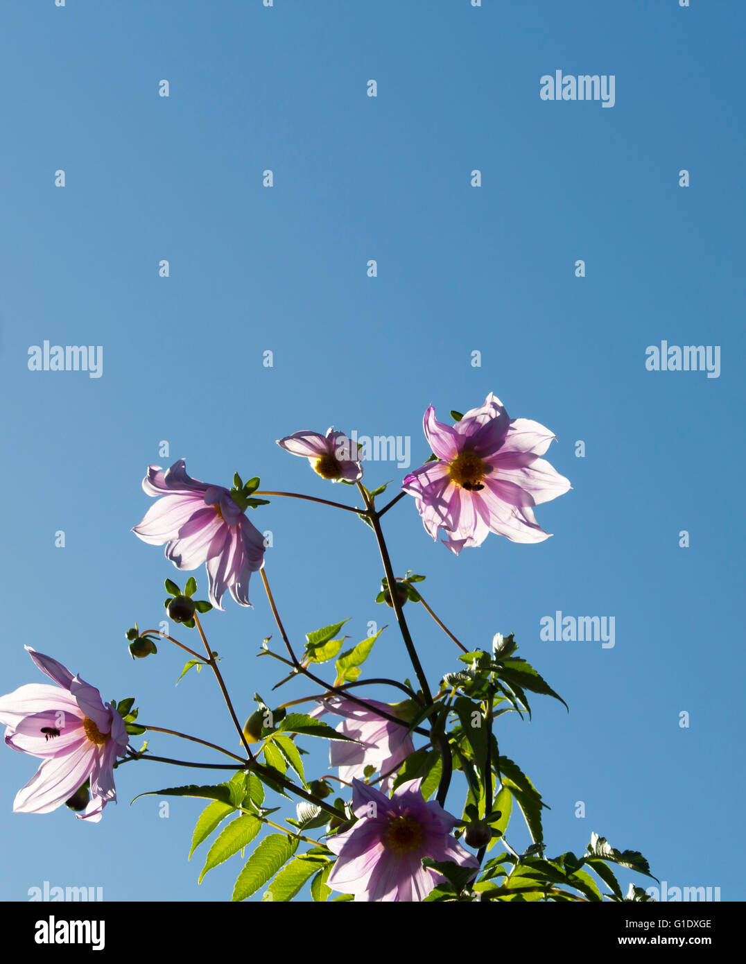 Lila rosa Baum Dahlie (Dahlia Imperialis) auf dem schnell wachsenden, tropischen Laub und dicken, Bambus Stängel ist exotisch. Stockfoto