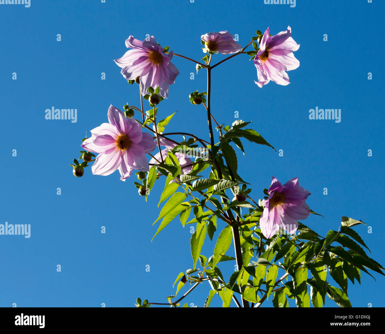 Lila rosa Baum Dahlie (Dahlia Imperialis) auf dem schnell wachsenden, tropischen Laub und dicken, Bambus Stängel ist exotisch. Stockfoto