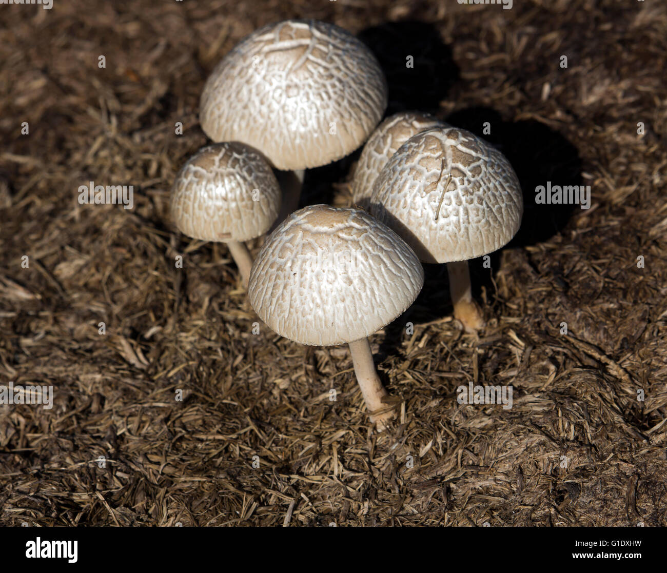 Australische Pilze werden die fleischigen, sporentragende Fruchtkörper eines Pilzes produziert in der Regel oberirdisch auf Boden. Stockfoto