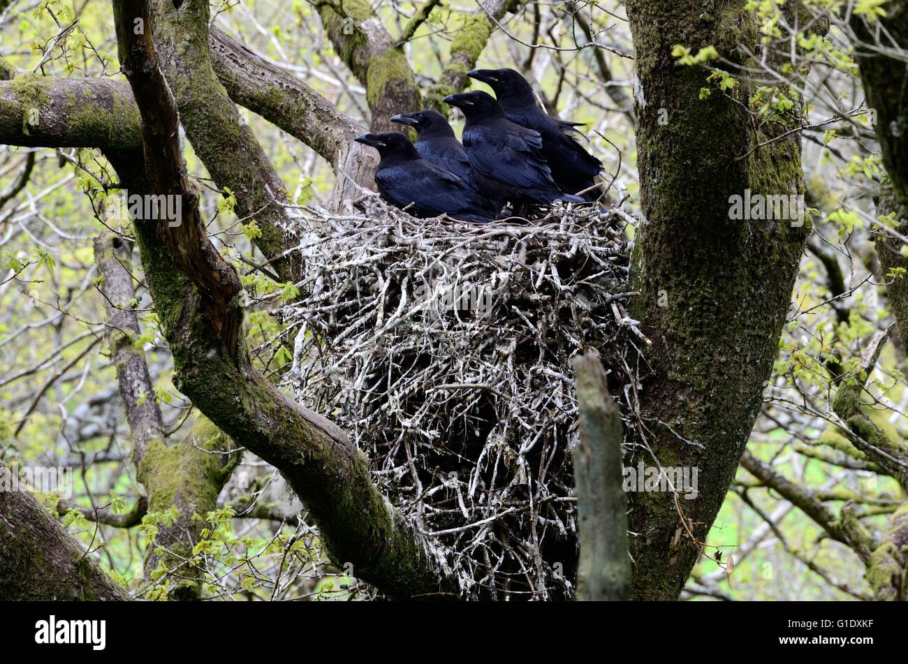 Raven Sie Küken Corvus Corax auf ein Nest in einem Baum im Wald Stockfoto