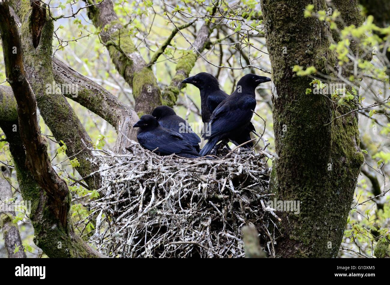 Raven Sie Küken Corvus Corax auf ein Nest in einem Baum im Wald Stockfoto